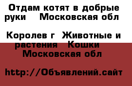 Отдам котят в добрые руки. - Московская обл., Королев г. Животные и растения » Кошки   . Московская обл.